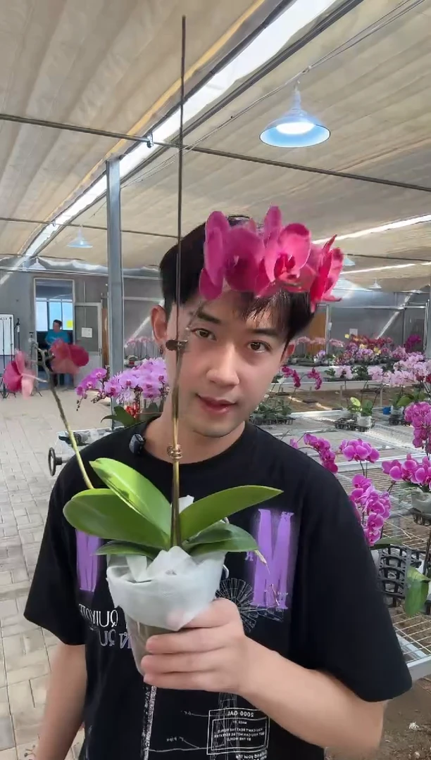 完全开放蒙特勒