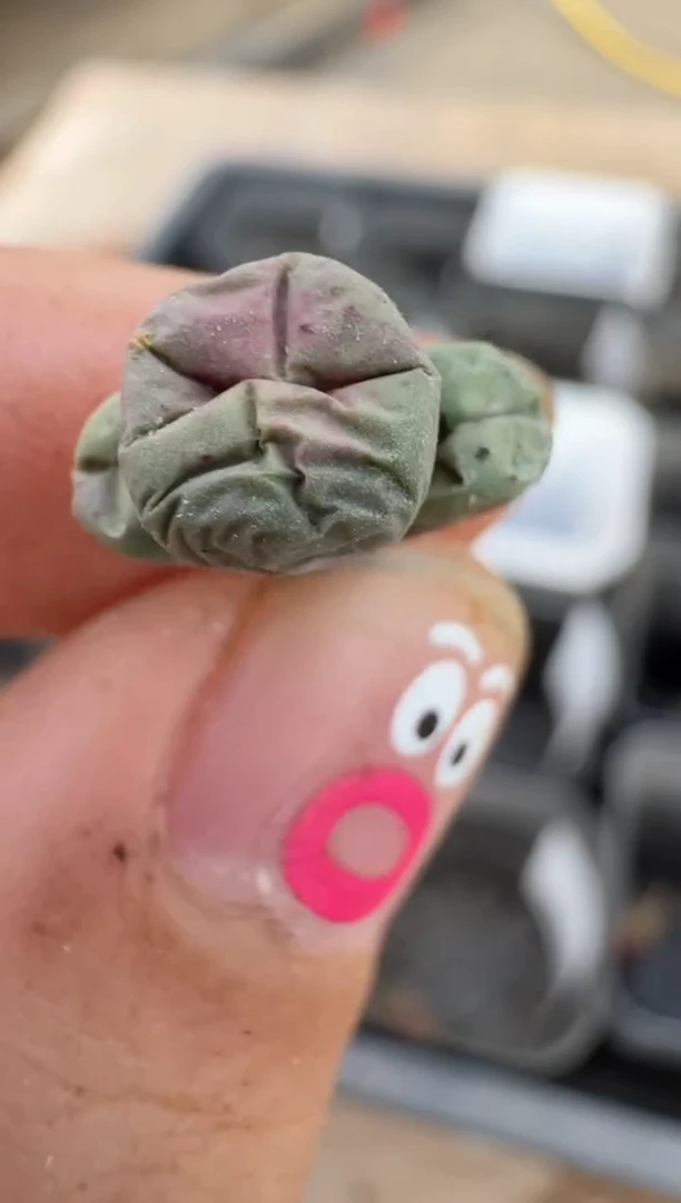 【闪购商品】16-98