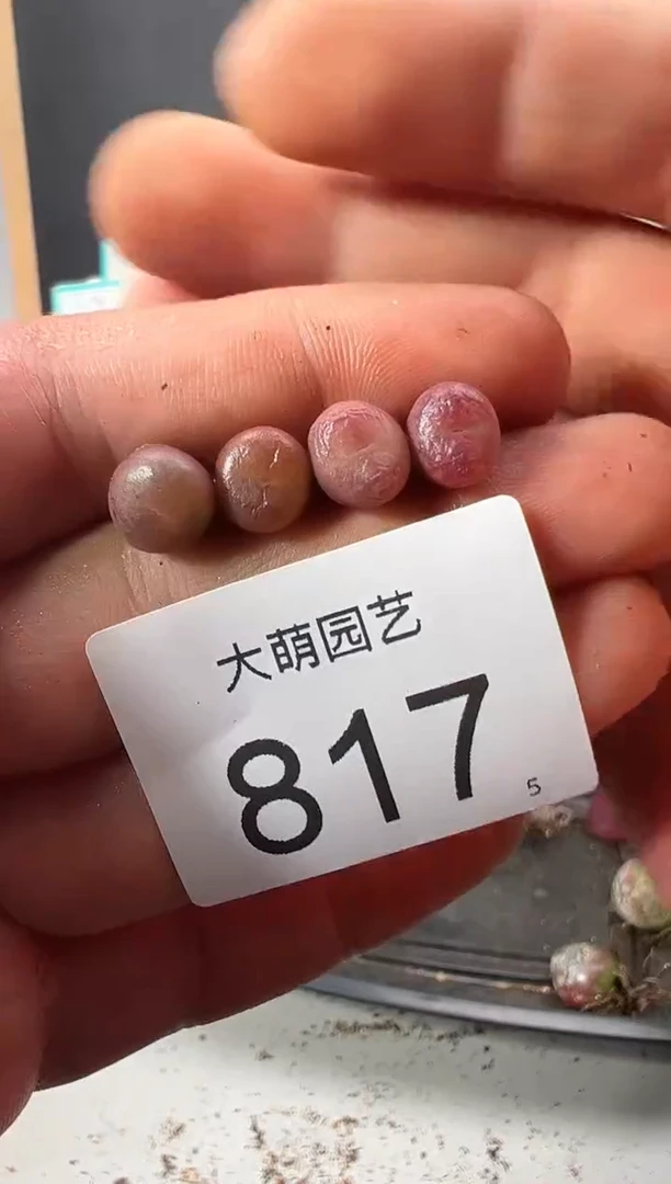 【闪购商品】++++817