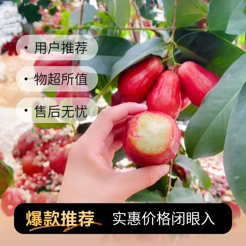 【顺丰空运】黑糖芭比莲雾云南高山新鲜采摘酥脆清香多汁当季水果