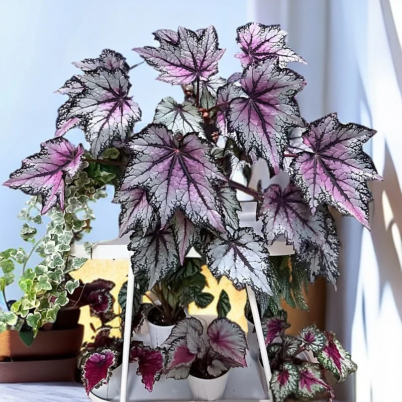 罗伯特糖果多尔且秋海棠室内阳台庭院观叶花热带雨林盆栽网红绿植