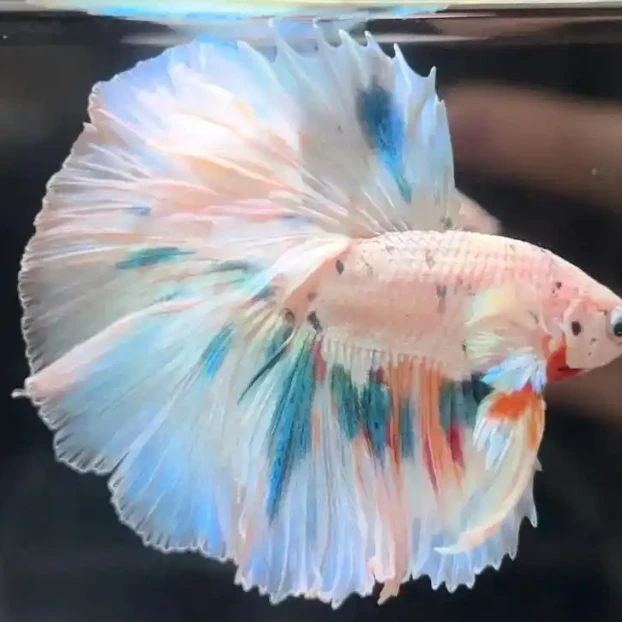 【145-168】泰国热带小型观赏鱼