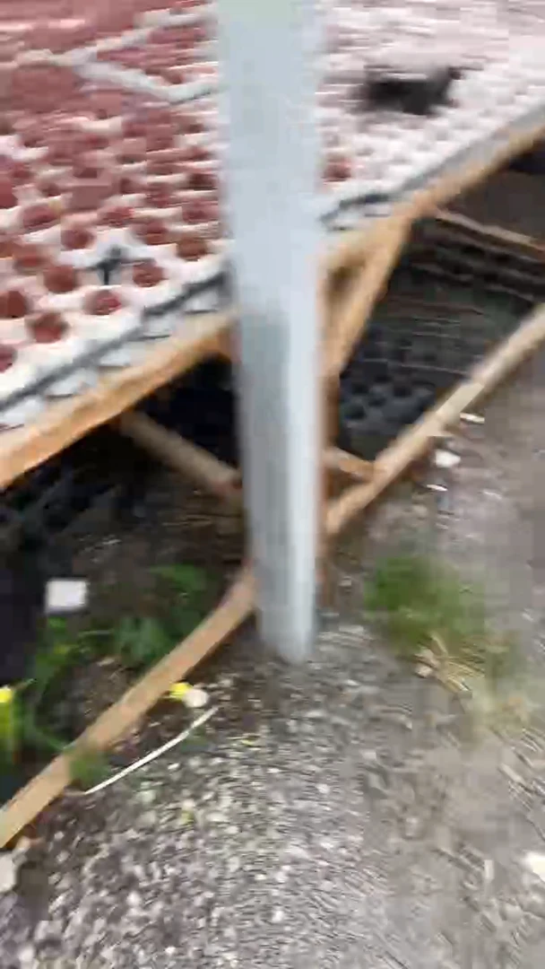 默5颗     多肉     217
