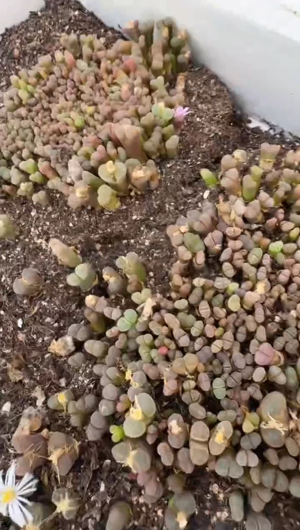 多肉植物肉锥脱土发31-226