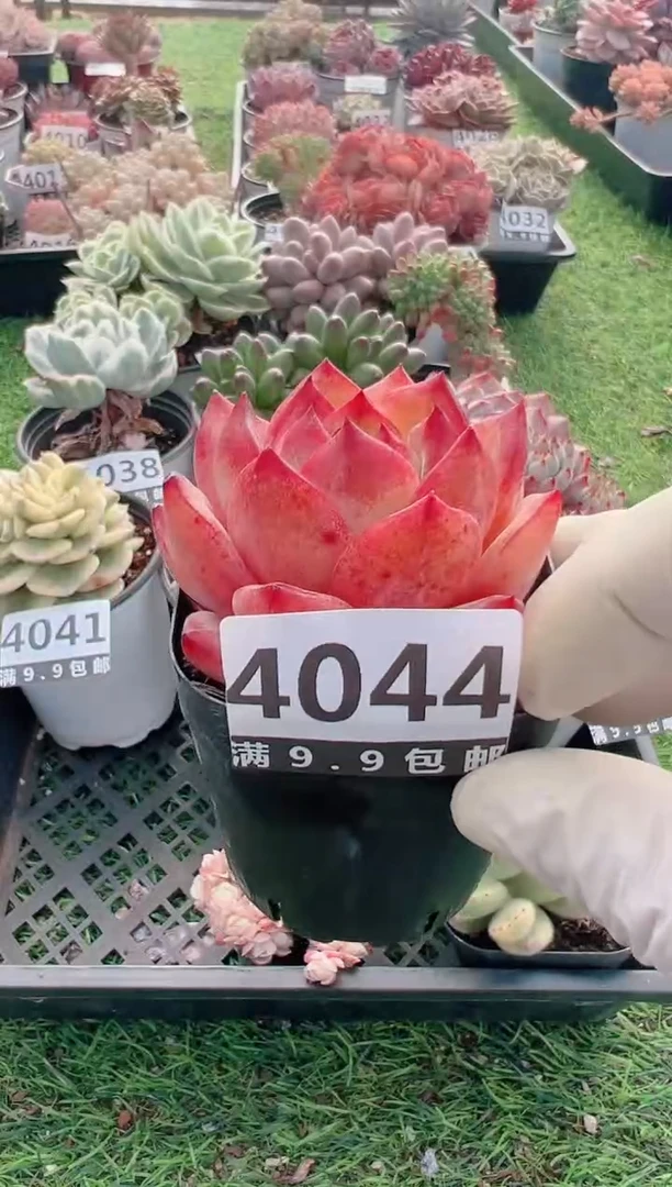 【闪购商品】信福多肉一物一拍