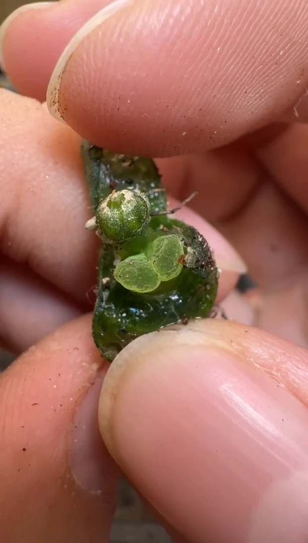 【闪购商品】2/4-224