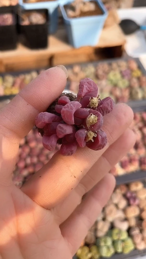 【闪购商品】1906直播一物一拍