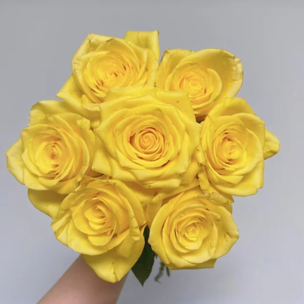 【秦小胖】月光漫步 单头玫瑰 （注意：特殊花材，收到带包装醒花)