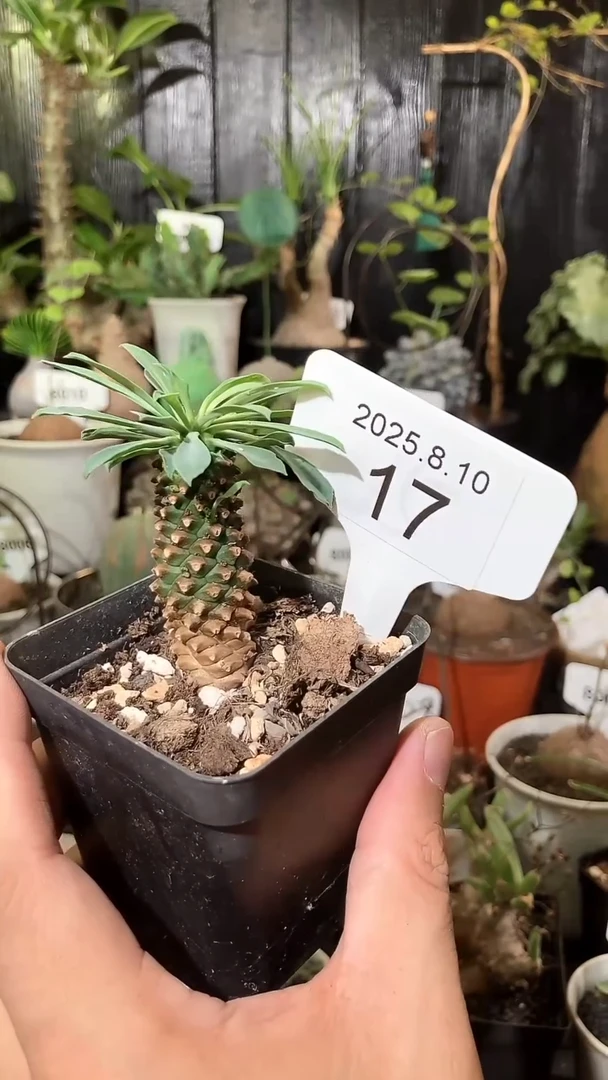 17号810福利铁甲麒麟