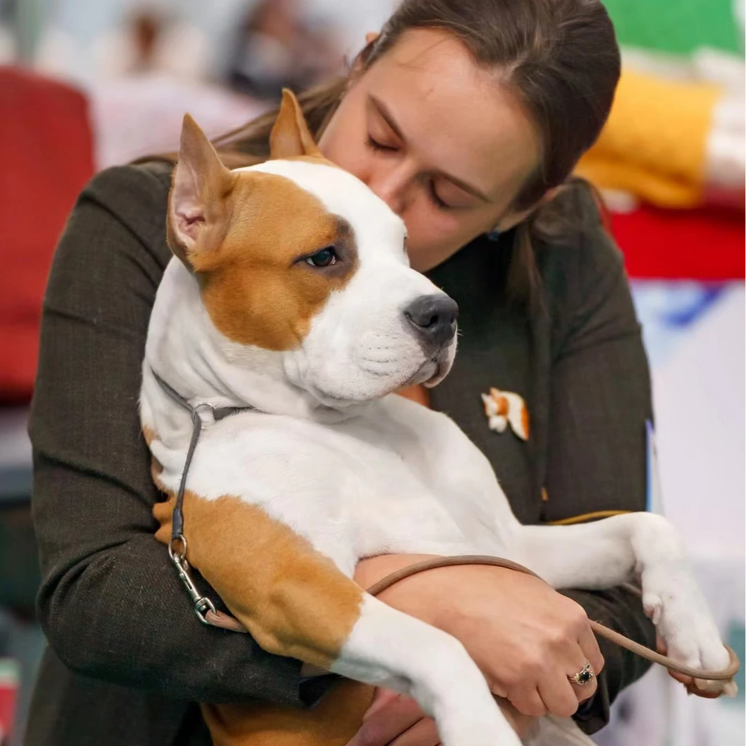 【明珠斯塔福犬舍】斯塔福幼犬