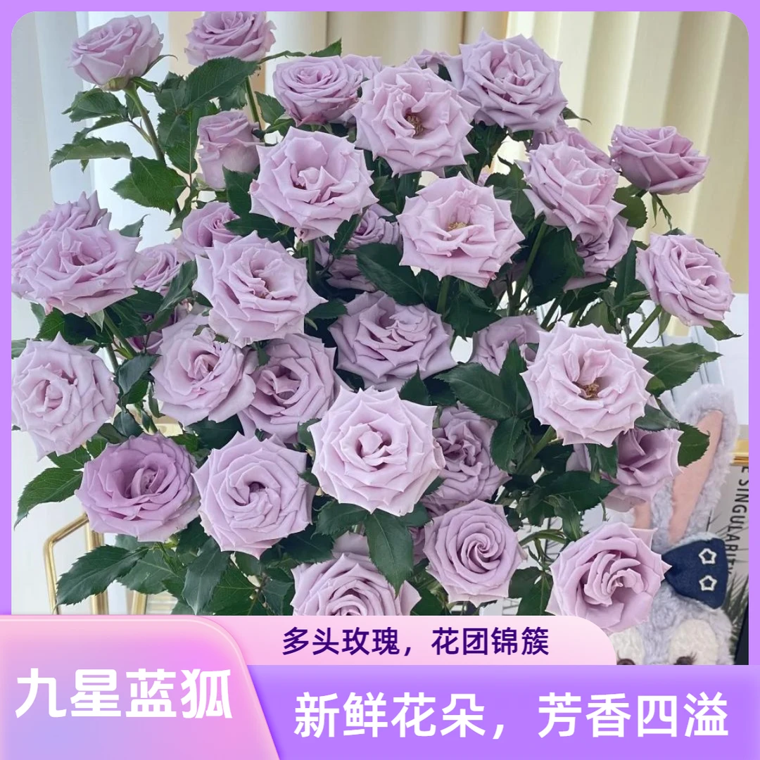 【杨苏莹花房】九星蓝狐多头玫瑰10枝 云南鲜花任意两单顺丰空运