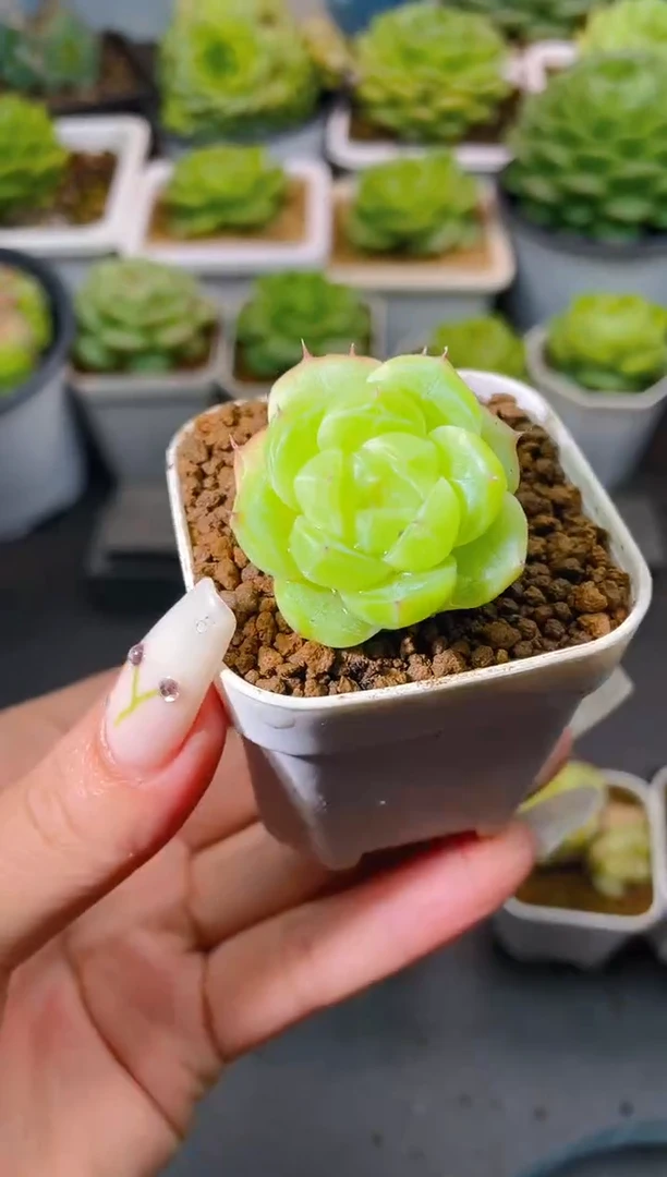 141碧螺量拍发一颗