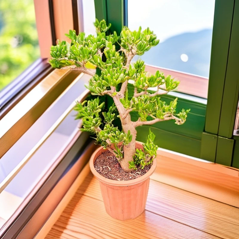 H玲珑 老桩 吸财树  多肉植物好看新手好养客厅一单也包邮