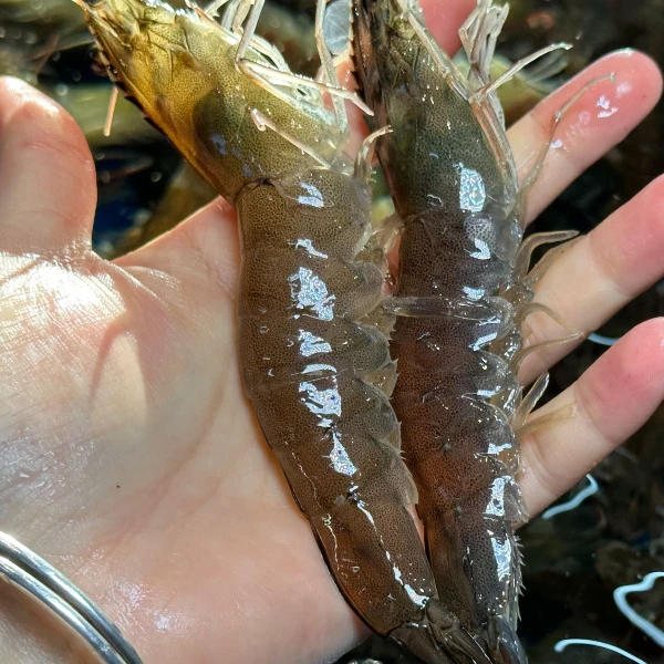【鲜活】大海虾 500g-2000g 25只左右