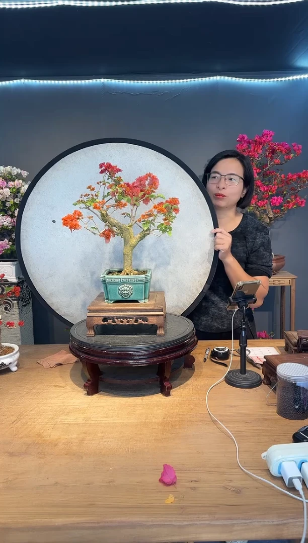?***妞三角梅绿叶橙