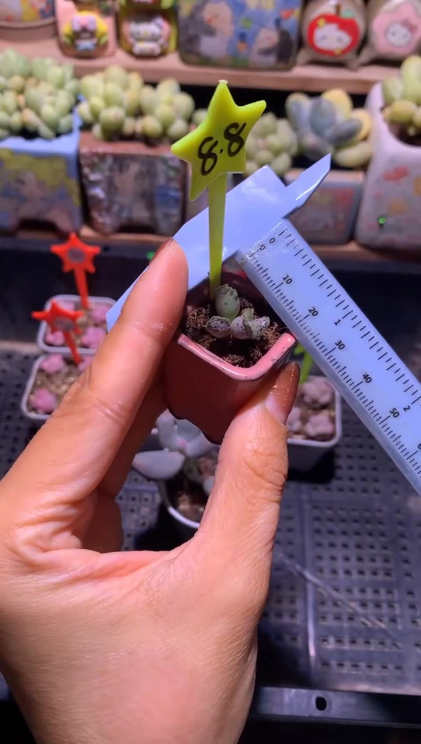 小海豹，满28包邮，不满发一个叶子到付