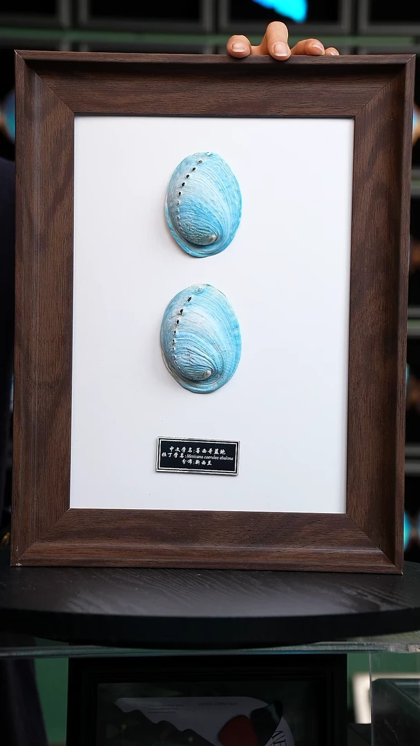 墨西哥蓝鲍标本摆件