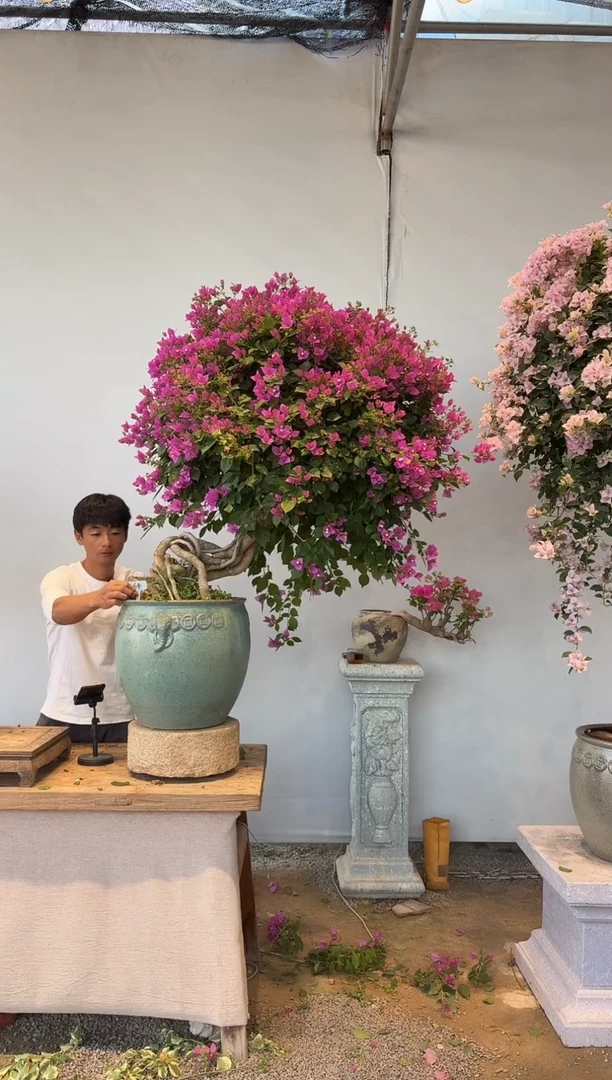 全部花朵豫****?三角梅64