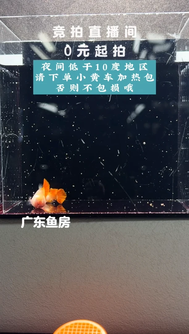 孔雀鱼红头玻璃猫带胎一对编号97