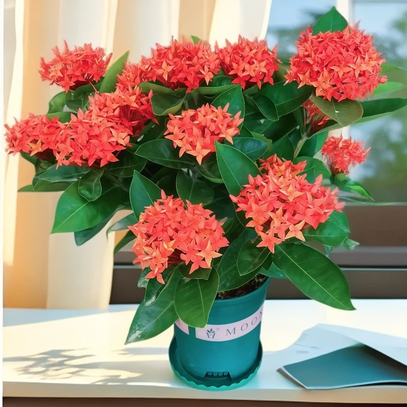 龙船花盆栽带花苞绣球花苗阳台庭院观花植物四季开花卉百日红绿植