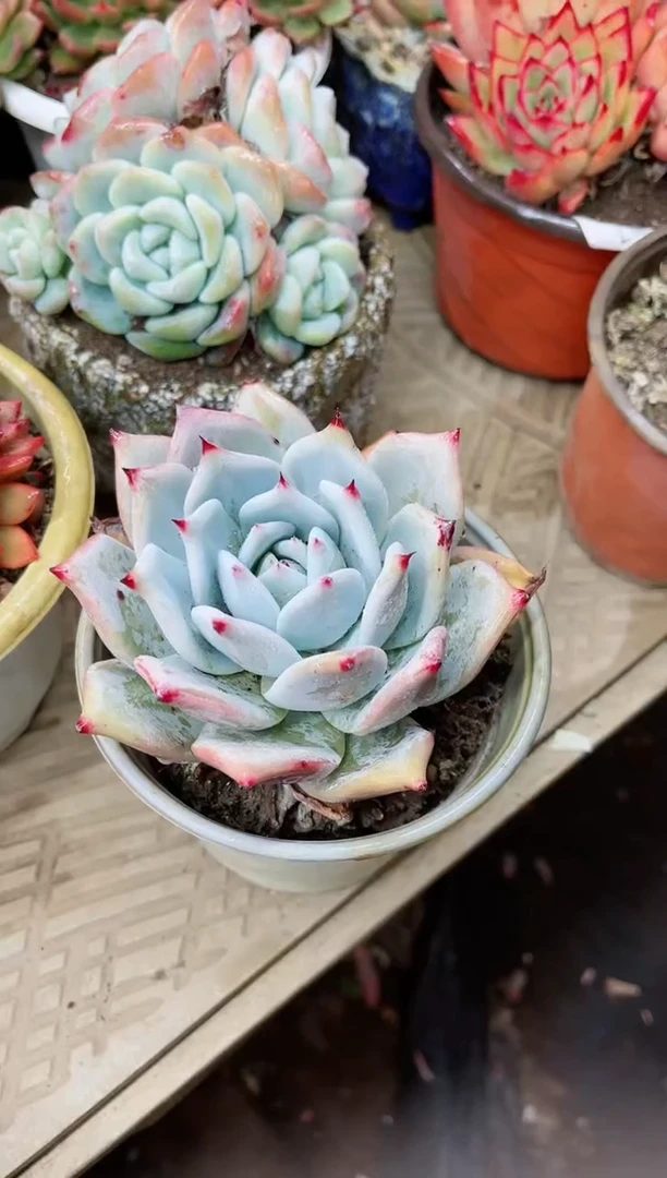 【闪购商品】19053