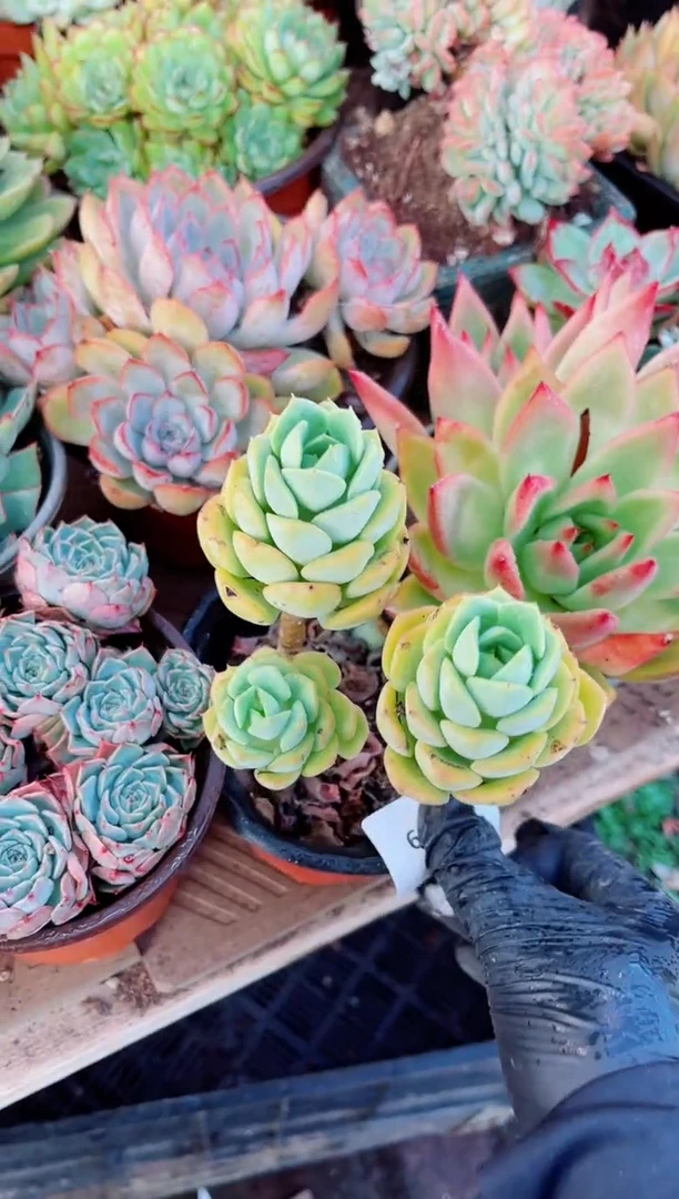 偷***鱼多肉植物一物一拍18109