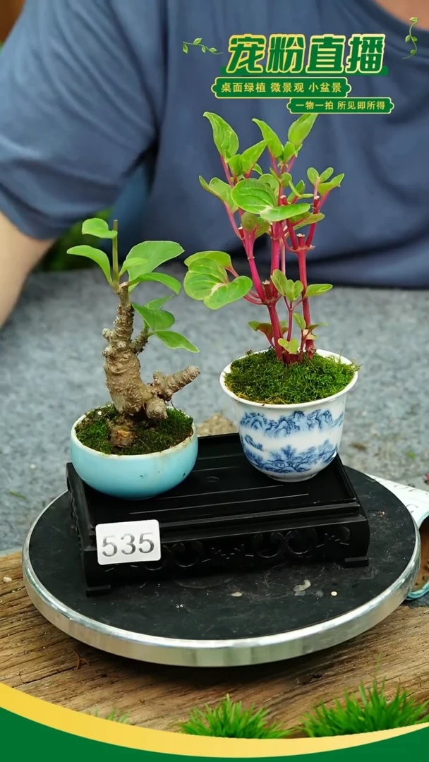 无花朵苔藓微景观535号