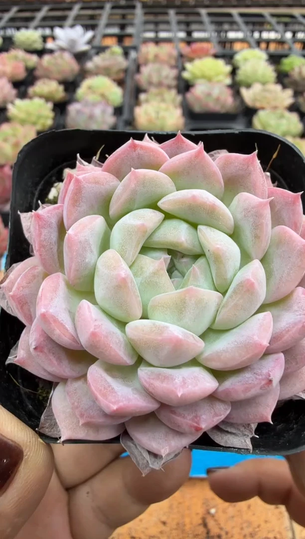 东云多肉园二店-150