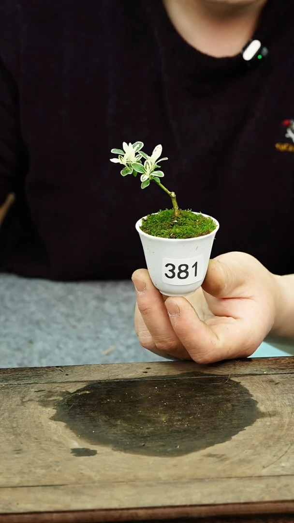 【闪购商品】苔藓微景观381号