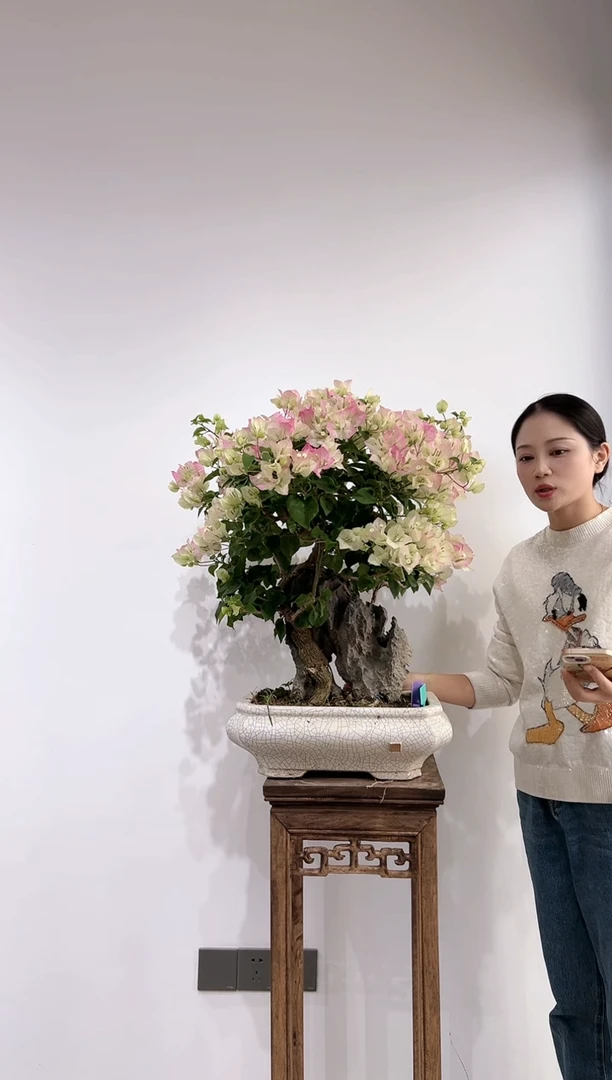 全部花朵毕**少三角梅老桩盆景