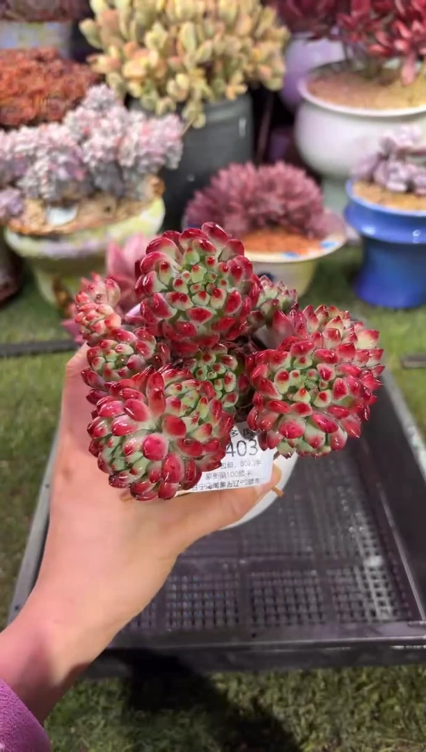 【闪购商品】04403脱土带盆