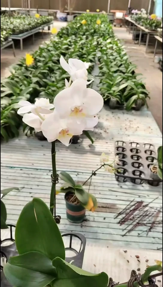 当前无花栽培后可以开花金边玲珑 随单闪购