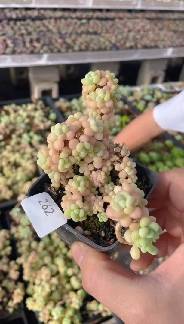 262鱼子酱     量拍