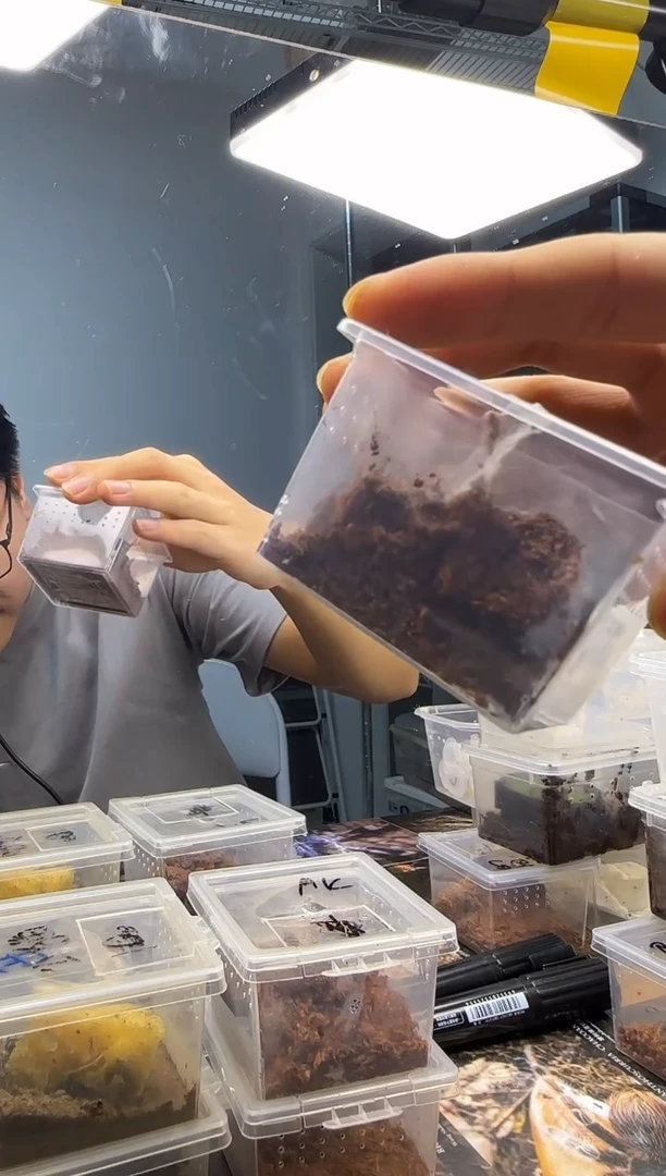 跳蛛英灵殿树老虎4-5L不分公母