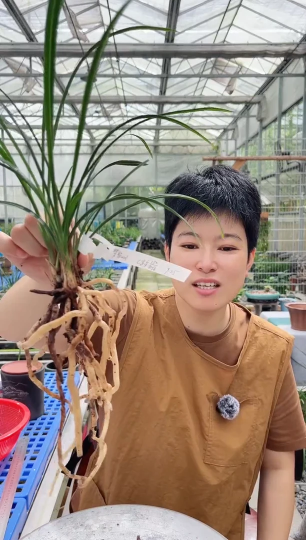 当前无花朵，栽培后可花朵梦**明金泉，，，，，梦.黎明