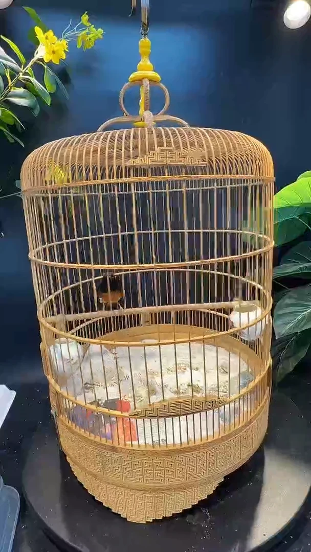 25号  长尾养笼  0元起拍