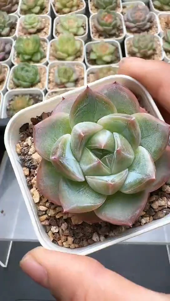 445F云禹多肉植物 默认脱土纸巾打包 3颗包邮