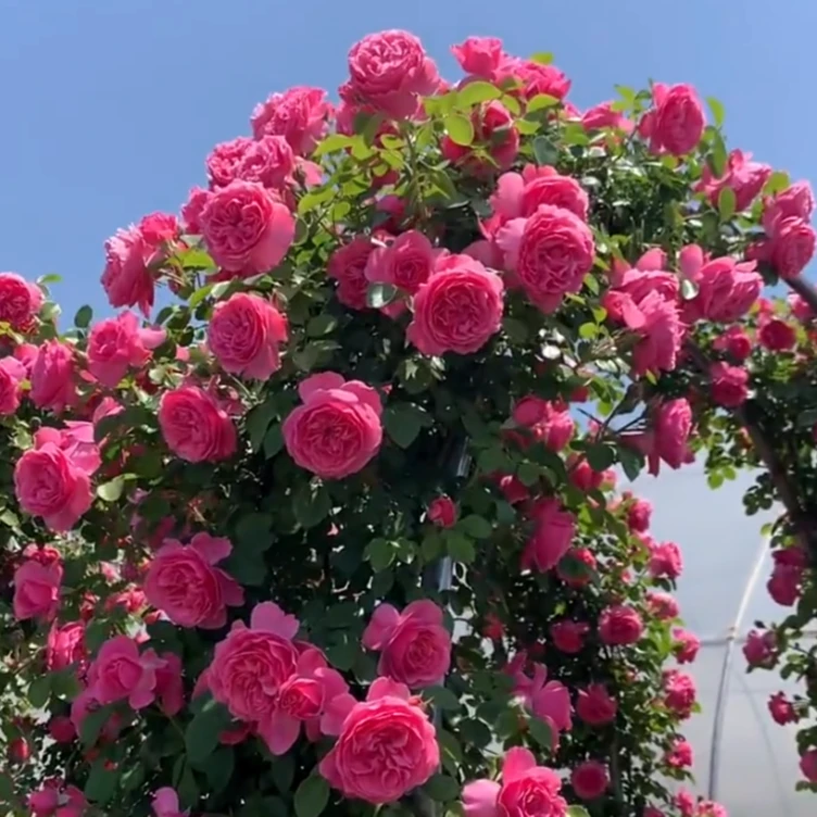 藤本月季粉色达芬奇爬藤月季多季开花浓香长势快抗性好耐寒耐晒