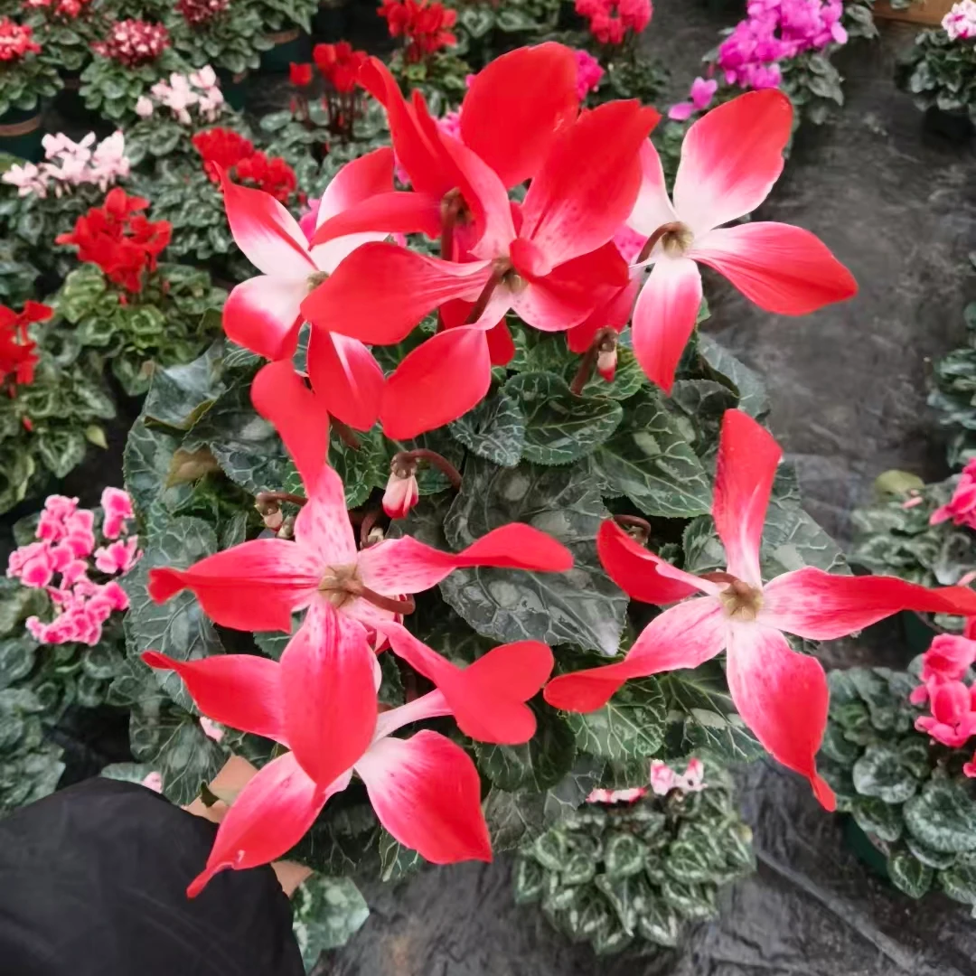 超大颗大冠幅1.5加仑盆大花型大花量音迪卡红