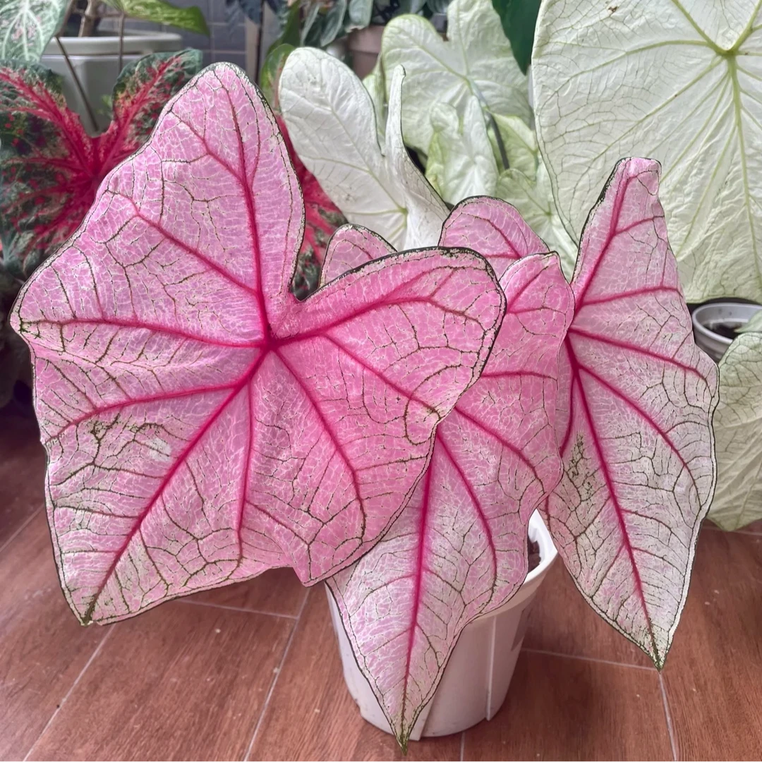 【热植馆】安妮彩叶芋粉色系 室内植物 花卉植物好看好养