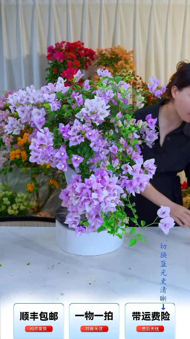 大部分开放少量花苞梦幻雪紫