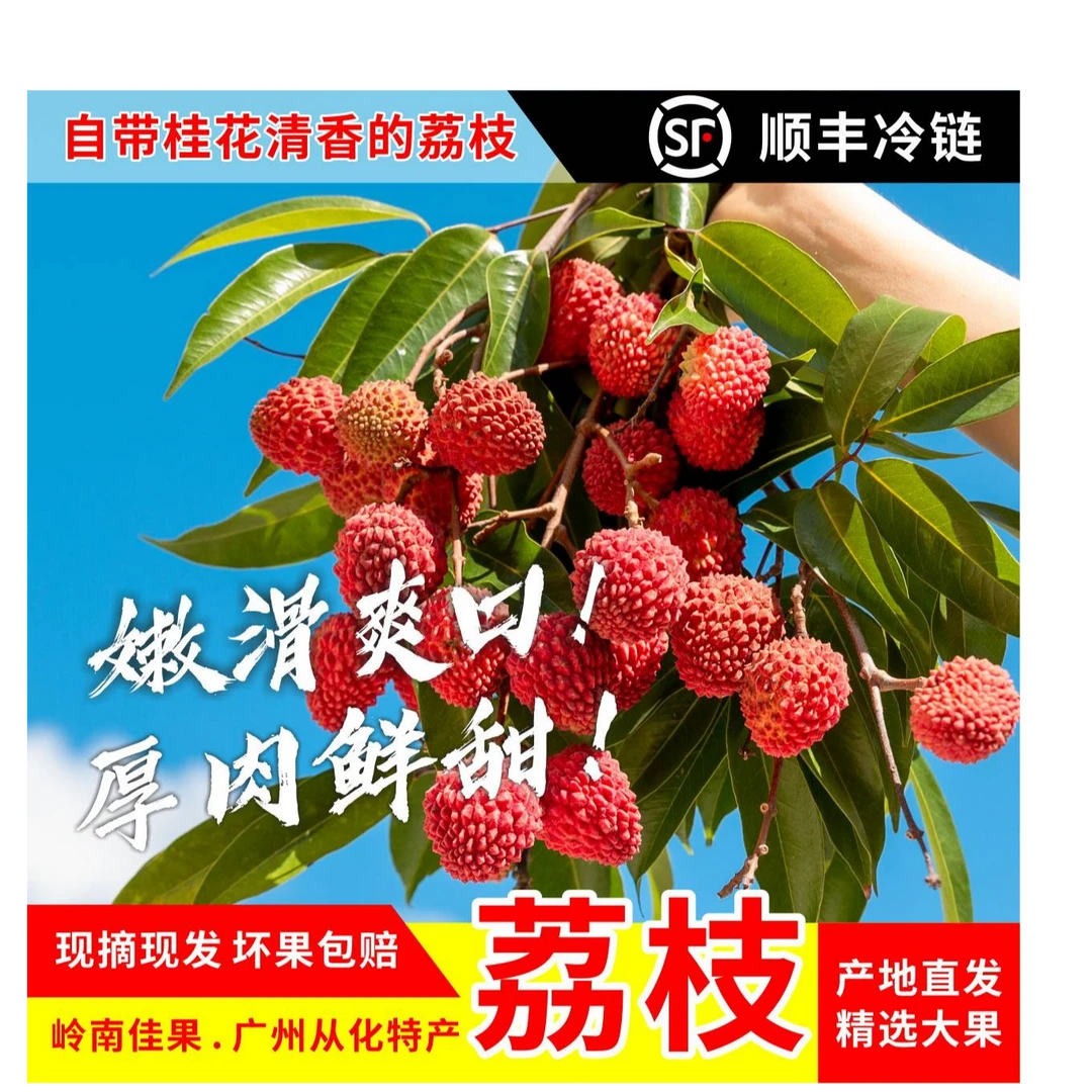 【广东省外其他地区拍 桂味荔枝】冷链特快现摘现发~桂花香爽脆清甜