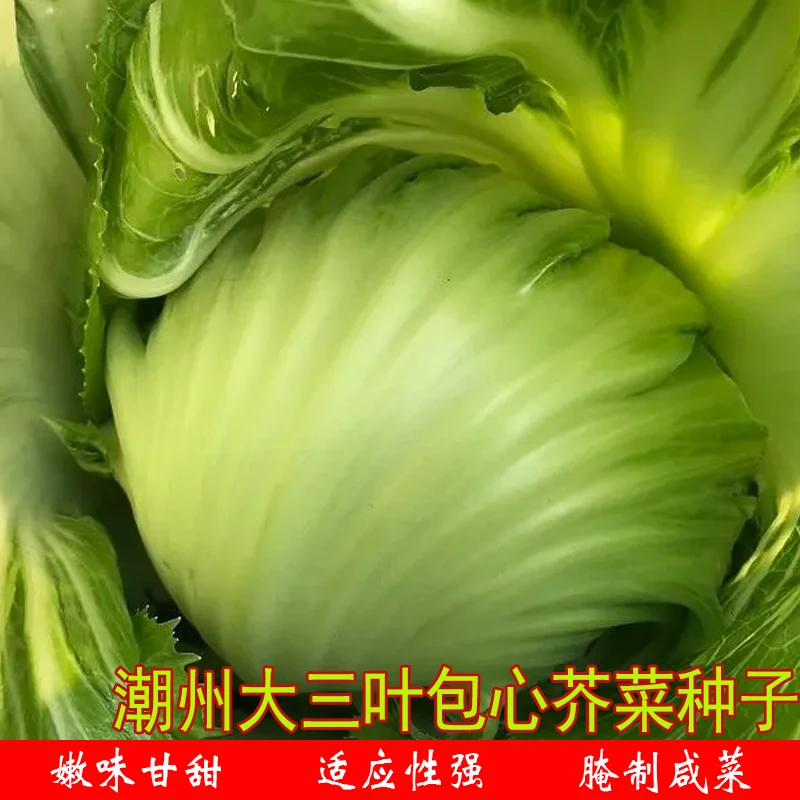 （装）潮州大三叶包心芥菜大肉包心芥种腌制酸菜冬季农家抗性蔬