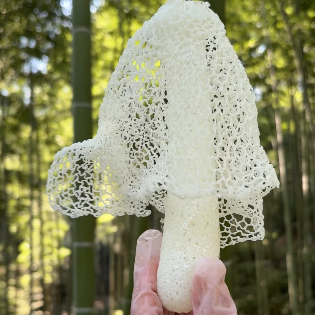 【露思推荐】竹荪干货当季采摘烘干纯天然无硫长裙竹荪煲汤火锅食材