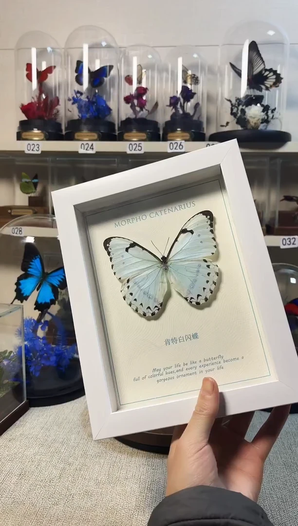 4****w大自然的真实蝴蝶标本