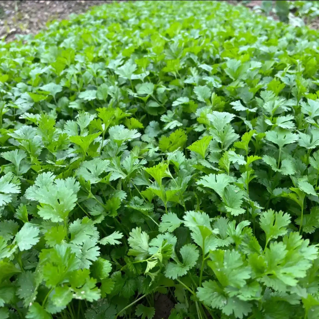 东北新鲜香菜 现摘现发