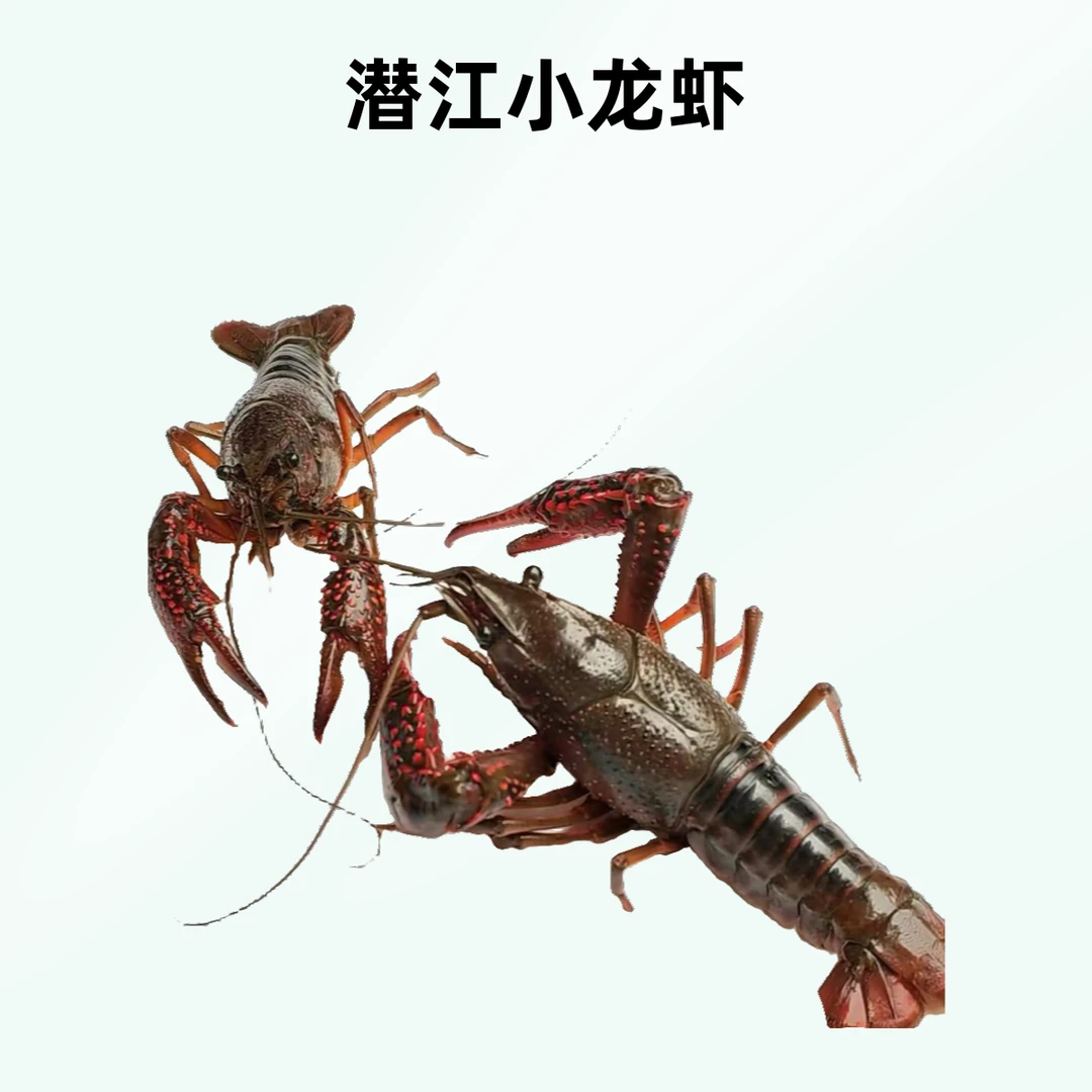 中青鲜活小龙虾1-10斤装任选