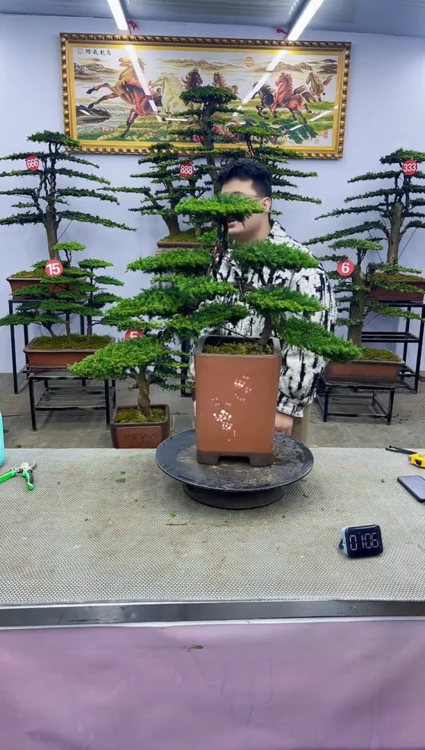 【闪购商品】八斗松/松类活物造型盆景，以直播间截图为啊啊啊