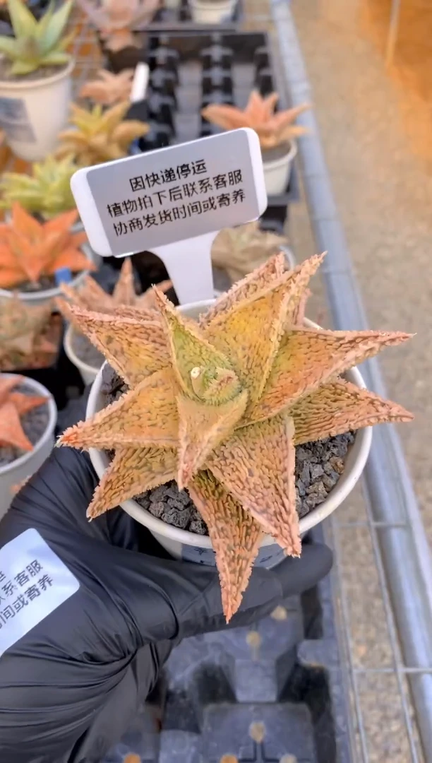 【闪购商品】园艺芦荟FB-127