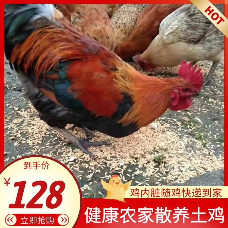 正宗散养土鸡农家溜达鸡新鲜鸡肉大红公鸡整鸡